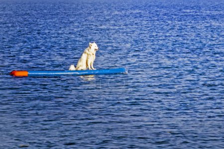 white Samoyed dog swims on a surfboard on a calm sea in the morning.