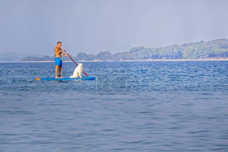white Samoyed dog swims on a surfboard on a calm sea in the morning.