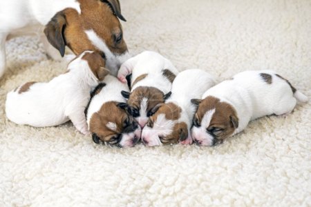 Téléchargez les photos : Nouveau-né Jack Russell terrier chiots sur un tapis léger avec leur mère. Prendre soin des chiots - en image libre de droit