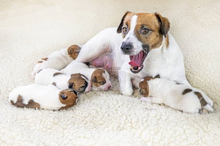 yawning Jack Russell Terrier dog with his newborn puppies on a light background