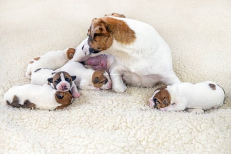 Foto de Lindo perro terrier Jack Russell con sus cachorros recién nacidos sobre un fondo claro - Imagen libre de derechos