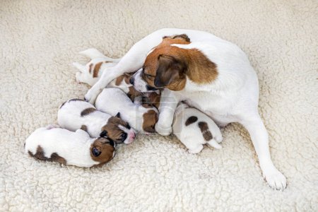 junge Jack Russell Terrier Hündin mit ihren neugeborenen Welpen auf hellem Hintergrund