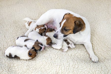 young Jack Russell terrier dog with her newborn puppies on a light background