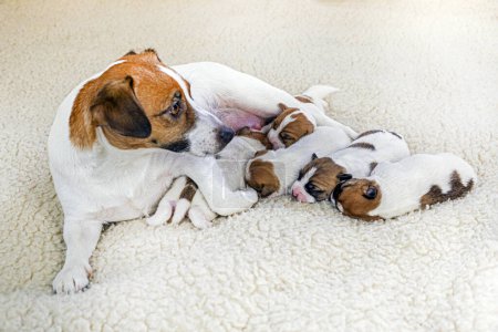 Téléchargez les photos : Jeune Jack Russell terrier chien avec ses chiots nouveau-nés sur un fond clair - en image libre de droit