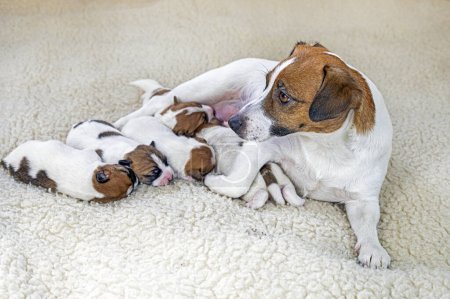 Foto de Joven Jack Russell Terrier perro con sus cachorros recién nacidos en busca del pecho de su madre sobre un fondo claro - Imagen libre de derechos