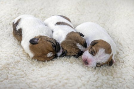 Foto de Cachorros recién nacidos Jack Russell terrier en una alfombra ligera - Imagen libre de derechos