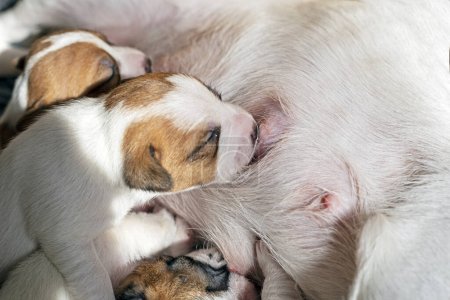 blind cute newborn Jack Russell Terrier puppy wets his mother's nipple