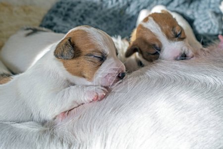 Newborn Jack Russell Terrier puppy wets his mother's nipple