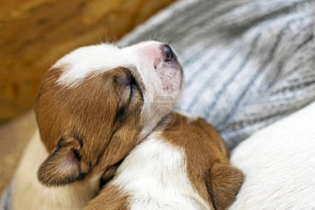 cute jack russell terrier puppy sleeping. Caring for puppies and nursing dogs