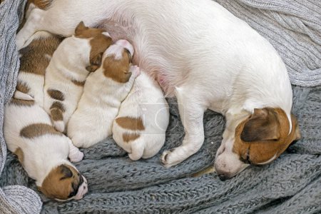 Jack Russell Terrier dog feeds its puppies. Caring for puppies and nursing dogs. mothers Day