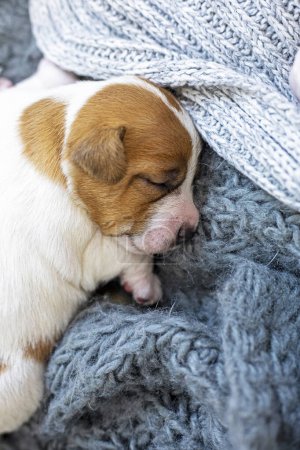 Cute Jack Russell Terrier puppy sleeps on a knitted blanket huddled together. Caring for puppies and nursing dogs