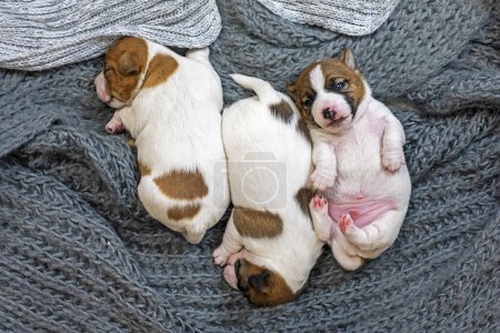 Jack Russell Terrier puppies sleep on a knitted blanket, huddled close to each other. Caring for puppies and nursing dog
