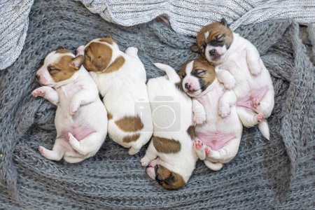 Five newborn Jack Russell Terrier puppies are sleeping on a knitted blanket, huddled together. Caring for puppies and nursing dogs