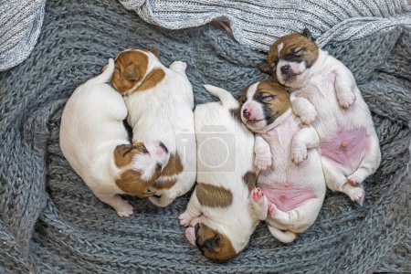 Newborn Jack Russell Terrier puppies sleep on a knitted blanket, huddled close to each other. Caring for puppies and nursing dogs