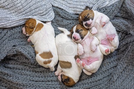 Cute four Jack Russell Terrier puppies are sleeping on a knitted rug, huddled together. Caring for puppies and nursing dogs