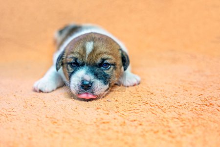 funny little Jack Russell terrier puppy crawls on a peach blanket with his tongue hanging out. caring for puppies and nursing dogs