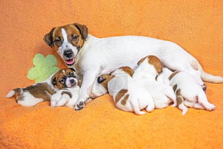 female Jack Russell Terrier feeds her puppies on a peach blanket. Caring for puppies and nursing dogs. mothers Day