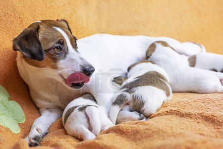 Téléchargez les photos : Transexuelle Jack Russell Terrier nourrit ses chiots sur une couverture de pêche. Prendre soin des chiots et des chiens allaités. fête des mères - en image libre de droit