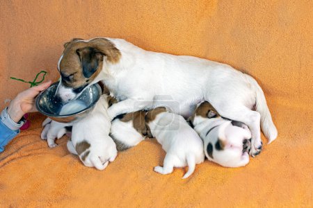 female Jack Russell Terrier feeds her puppies on a peach blanket and eats herself. Caring for puppies and nursing dogs. mothers Day
