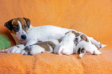 Téléchargez les photos : Femelle Jack Russell Terrier nourrit ses chiots sur une couverture de pêche. Prendre soin des chiots et des chiens allaités. fête des mères - en image libre de droit