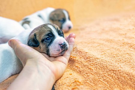 Foto de Sosteniendo en la palma de tu mano un pequeño cachorro Jack Russell Terrier arrastrándose sobre una manta de melocotón. el cuidado de los cachorros y perros lactantes - Imagen libre de derechos