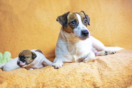 Foto de Pequeño cachorro Jack Russell Terrier junto a su madre. el cuidado de los cachorros y perros lactantes - Imagen libre de derechos