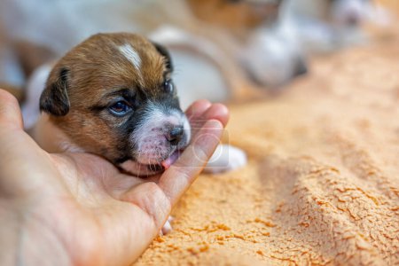 Foto de Sosteniendo en la palma de tu mano un pequeño cachorro Jack Russell Terrier arrastrándose sobre una manta de melocotón. el cuidado de los cachorros y perros lactantes - Imagen libre de derechos