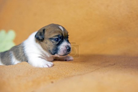 Foto de El pequeño cachorro Jack Russell terrier se arrastra sobre una manta de melocotón. el cuidado de los cachorros y perros lactantes - Imagen libre de derechos