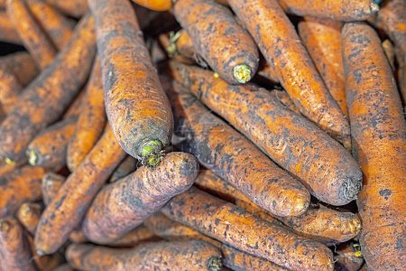 close-up of eco-friendly sweet carrots by weight in a supermarket
