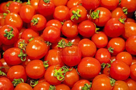 red sweet sour tomatoes grown by farmers