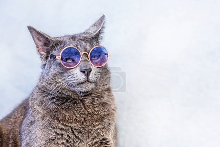 gray Burmese cat sits wearing glasses on a gray background. business travel and leisure