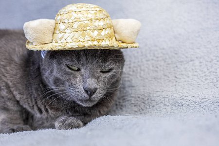 gray Burmese cat lies in a straw hat on a gray background. travel and vacation