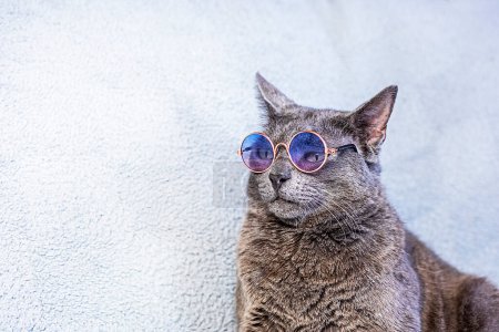 chat birman gris assis portant des lunettes sur un fond gris. voyages d'affaires et de loisirs