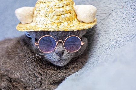 gray Burmese cat lies in a straw hat and glasses on a gray background. business travel and leisure