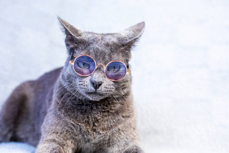Gray Burmese cat sits wearing glasses on a gray background. running a business back to school