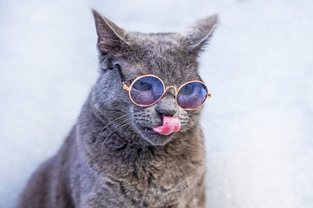gray Burmese cat sits with glasses and licks his lips on a gray background. running a business back to school
