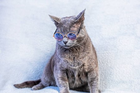 upset Burmese cat sits wearing glasses on a gray background. running a business back to school