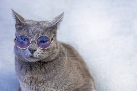 Unglückliche graue burmesische Katze sitzt mit Brille auf grauem Hintergrund. Ein Unternehmen zurück zur Schule führen
