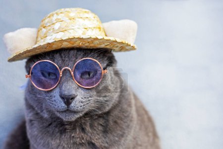 unhappy gray Burmese cat sits wearing glasses and a straw hat on a gray background. Attitude towards failure