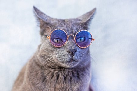 attentive gray Burmese cat sitting with glasses on a gray background. running a business back to school