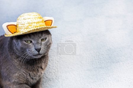 Photo for Unhappy gray Burmese cat sits in a straw hat on a gray background. Attitude towards failure - Royalty Free Image