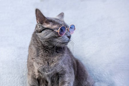 attentive gray Burmese cat sitting with glasses on a gray background. running a business back to school