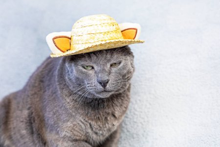 Photo for Unhappy gray Burmese cat sits in a straw hat on a gray background. Attitude towards failure - Royalty Free Image