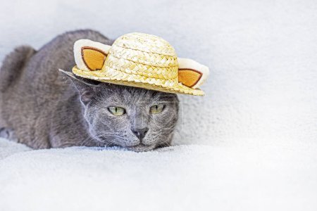 attentive gray Burmese cat lies in a straw hat on a gray background. Attitude towards failure