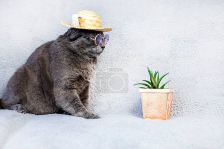 Burmese boss cat with glasses and a straw hat sits on a gray background with a green flower, a home succulent. Doing Business. Holidays with animals