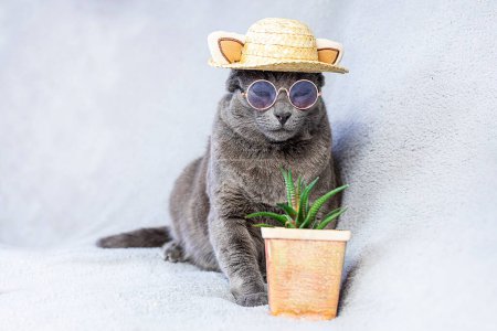 funny Burmese cat takes off his glasses with his paw on a gray background