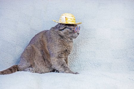 Burmese cat Boss in glasses and a straw hat sits on a gray background. Doing Business. Holidays with animals