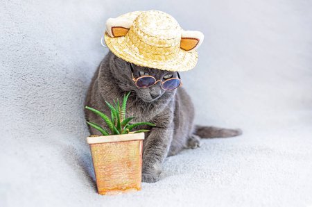 drôle chat birman avec des lunettes et un chapeau de paille regarde vers le bas sur un fond gris avec une fleur succulente. Faire des affaires. Vacances avec les animaux