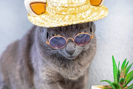 funny Burmese cat with glasses and a straw hat looks down on a gray background with a succulent flower
