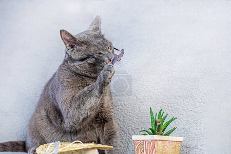 funny Burmese cat takes off his glasses with his paw on a gray background